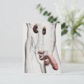 3D Illustratie van het mannelijke voortplantingssy Briefkaart (Staand voorkant)