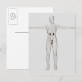 3D Illustratie van het mannelijke voortplantingssy Briefkaart (Voorkant / Achterkant)