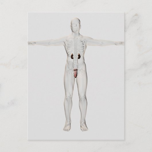 3D Illustratie van het mannelijke voortplantingssy Briefkaart (Voorkant)