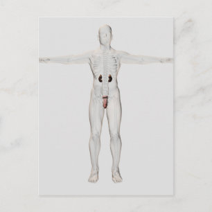 3D Illustratie van het mannelijke voortplantingssy Briefkaart