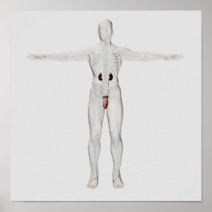 3D Illustratie van het mannelijke voortplantingssy Poster