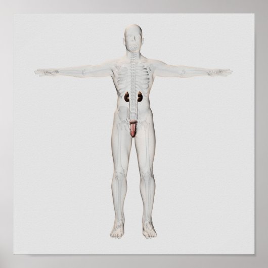 3D Illustratie van het mannelijke voortplantingssy Poster (Voorkant)