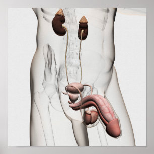3D Illustratie van het mannelijke voortplantingssy Poster