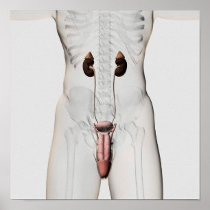 3D Illustratie van het mannelijke voortplantingssy Poster