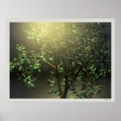 3D Japanse Maple Tree Poster (Voorkant)