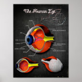 3D Kruissectie van het menselijk oog + Legend Poster (Voorkant)