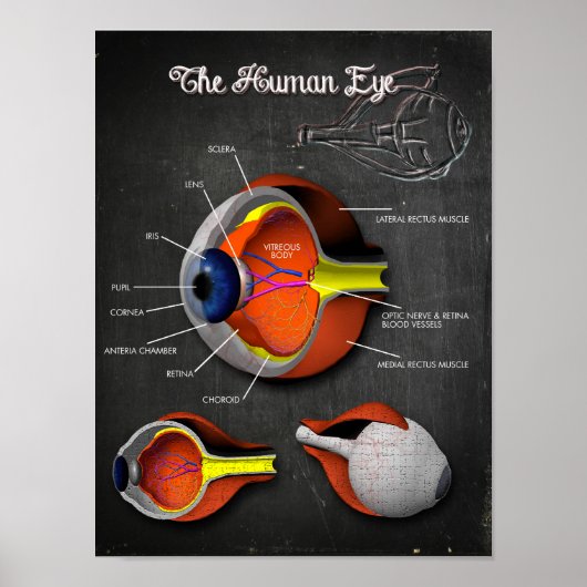 3D Kruissectie van het menselijk oog + Legend Poster (Voorkant)