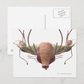 3d model van het voortplantingssysteem van het vro briefkaart (Voorkant / Achterkant)