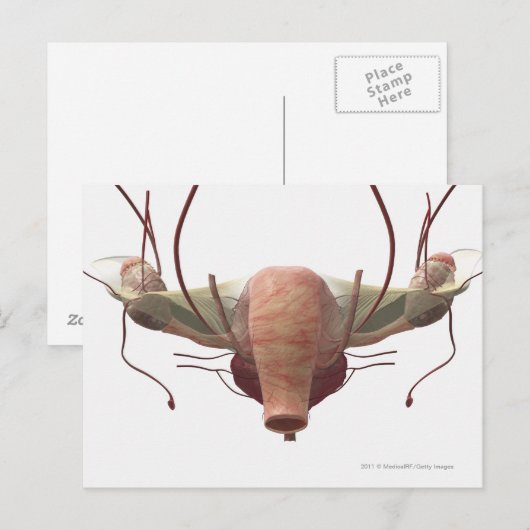 3d model van het voortplantingssysteem van het vro briefkaart (Voorkant / Achterkant)