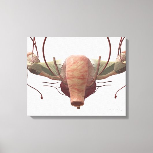 3d model van het voortplantingssysteem van het vro canvas afdruk (Voorkant)
