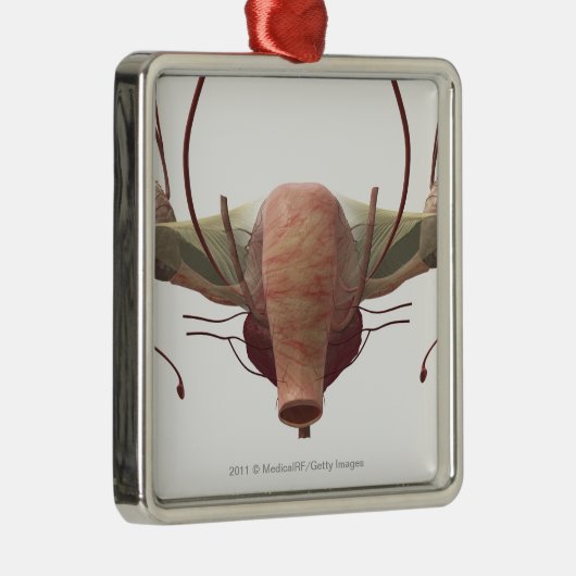 3d model van het voortplantingssysteem van het vro metalen ornament (Rechts)