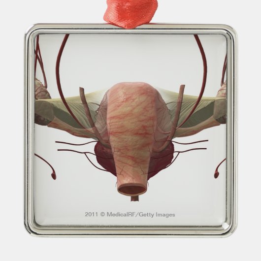 3d model van het voortplantingssysteem van het vro metalen ornament (Voorkant)