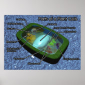 3D Plant celdiagram Poster (Voorkant)