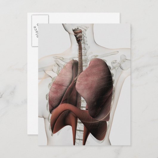 3D Uitzicht van het Ademhalingsstelsel van de Vrou Briefkaart (Voorkant / Achterkant)