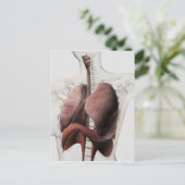 3D Uitzicht van het Ademhalingsstelsel van de Vrou Briefkaart (Staand voorkant)