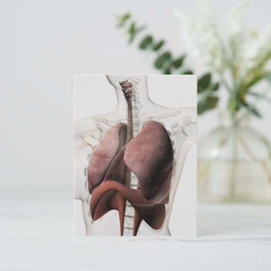 3D Uitzicht van het Ademhalingsstelsel van de Vrou Briefkaart (Staand voorkant)