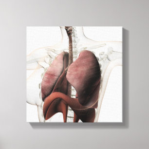 3D Uitzicht van het Ademhalingsstelsel van de Vrou Canvas Afdruk