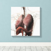 3D Uitzicht van het Ademhalingsstelsel van de Vrou Canvas Afdruk (Insitu (Houten vloer))