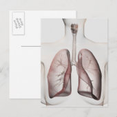 3D Uitzicht van het ademhalingssysteem van de Vrou Briefkaart (Voorkant / Achterkant)