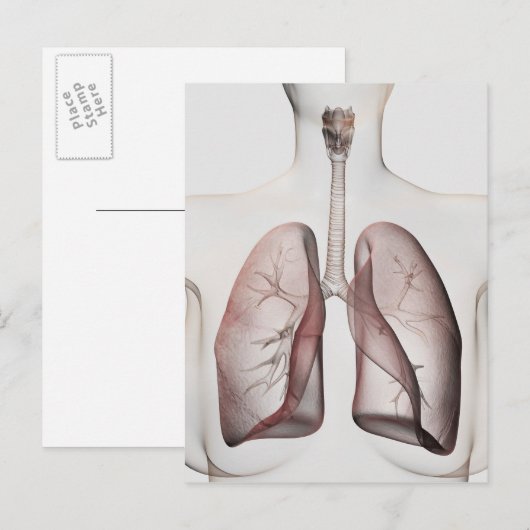 3D Uitzicht van het ademhalingssysteem van de Vrou Briefkaart (Voorkant / Achterkant)