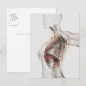 3D Uitzicht van het ademhalingssysteem van de Vrou Briefkaart (Voorkant / Achterkant)