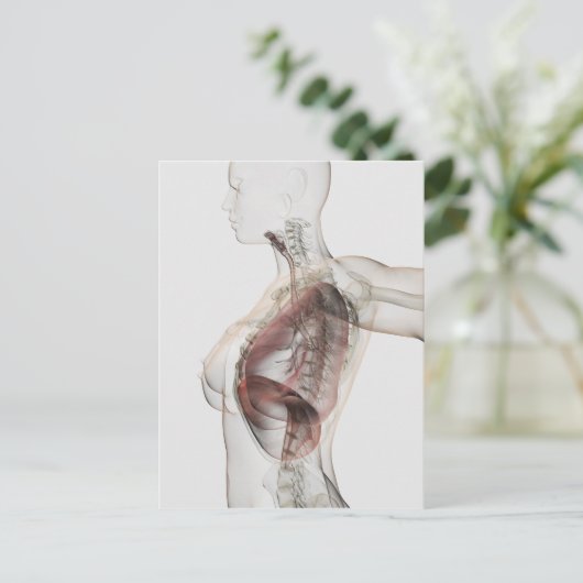 3D Uitzicht van het ademhalingssysteem van de Vrou Briefkaart (Staand voorkant)