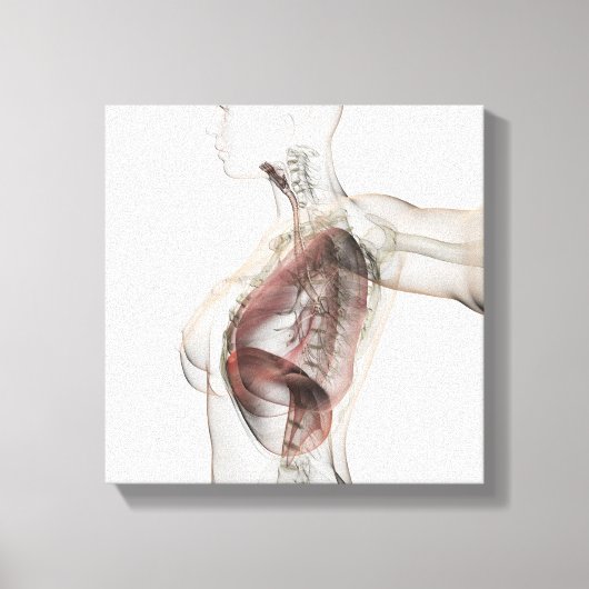 3D Uitzicht van het ademhalingssysteem van de Vrou Canvas Afdruk (Voorkant)
