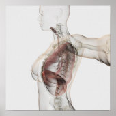 3D Uitzicht van het ademhalingssysteem van de Vrou Poster (Voorkant)