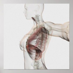 3D Uitzicht van het ademhalingssysteem van de Vrou Poster