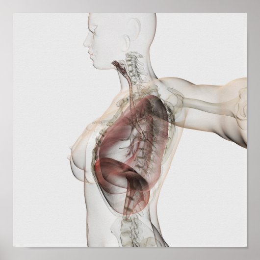 3D Uitzicht van het ademhalingssysteem van de Vrou Poster (Voorkant)