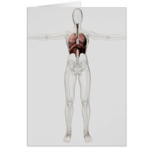 3D Uitzicht van het ademhalingssysteem van het Vro