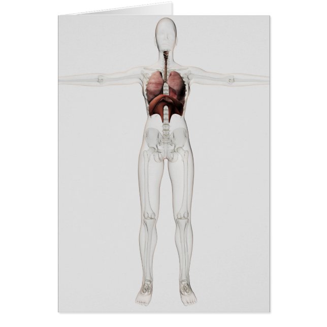 3D Uitzicht van het ademhalingssysteem van het Vro (Voorkant)