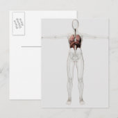 3D Uitzicht van het ademhalingssysteem van het Vro Briefkaart (Voorkant / Achterkant)