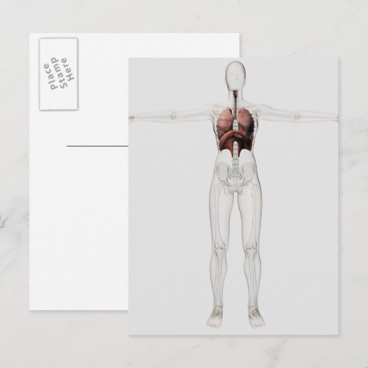 3D Uitzicht van het ademhalingssysteem van het Vro Briefkaart (Voorkant / Achterkant)