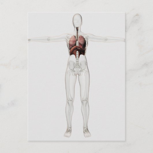 3D Uitzicht van het ademhalingssysteem van het Vro Briefkaart (Voorkant)