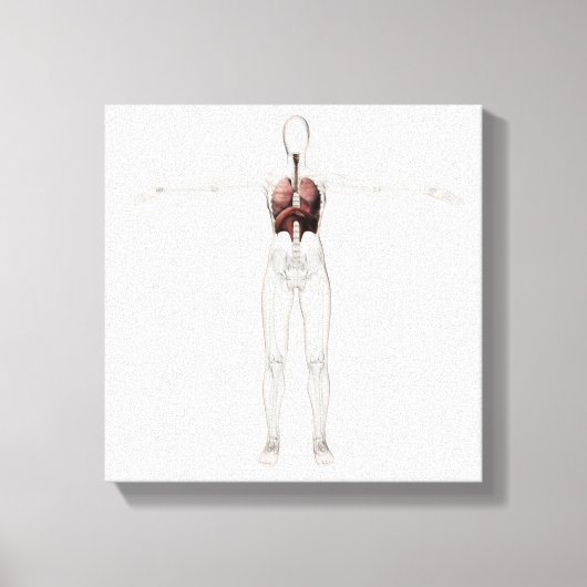 3D Uitzicht van het ademhalingssysteem van het Vro Canvas Afdruk (Voorkant)