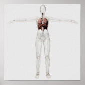 3D Uitzicht van het ademhalingssysteem van het Vro Poster (Voorkant)