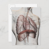 3D Uitzicht van het ademhalingssysteem voor mannen Briefkaart (Voorkant / Achterkant)