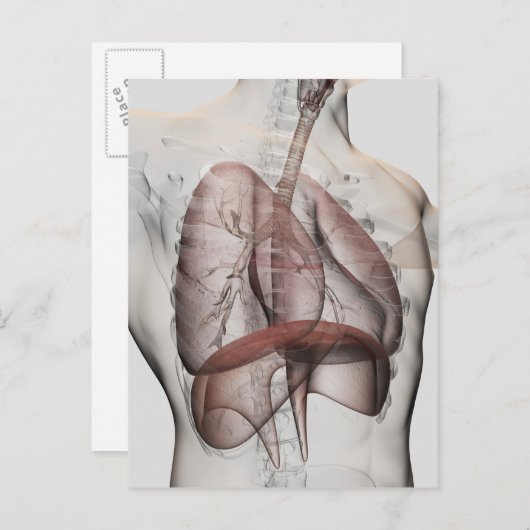 3D Uitzicht van het ademhalingssysteem voor mannen Briefkaart (Voorkant / Achterkant)