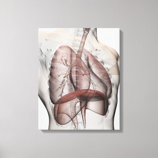 3D Uitzicht van het ademhalingssysteem voor mannen Canvas Afdruk (Voorkant)