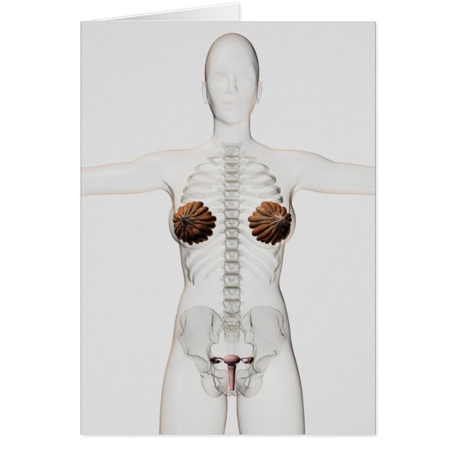 3D Uitzicht van het voortplantingssysteem van het  (Voorkant)