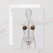 3D Uitzicht van het voortplantingssysteem van het  Briefkaart (Voorkant / Achterkant)