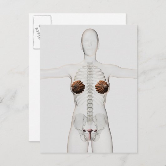 3D Uitzicht van het voortplantingssysteem van het  Briefkaart (Voorkant / Achterkant)