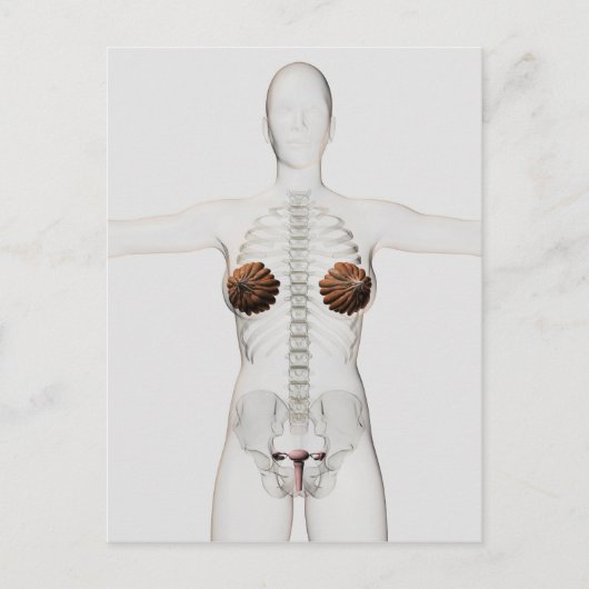 3D Uitzicht van het voortplantingssysteem van het  Briefkaart (Voorkant)