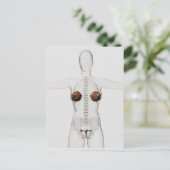 3D Uitzicht van het voortplantingssysteem van het  Briefkaart (Staand voorkant)