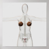 3D Uitzicht van het voortplantingssysteem van het Poster (Voorkant)