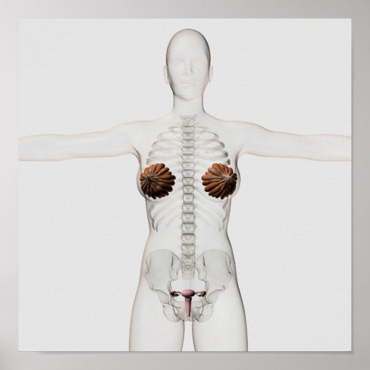 3D Uitzicht van het voortplantingssysteem van het  Poster (Voorkant)