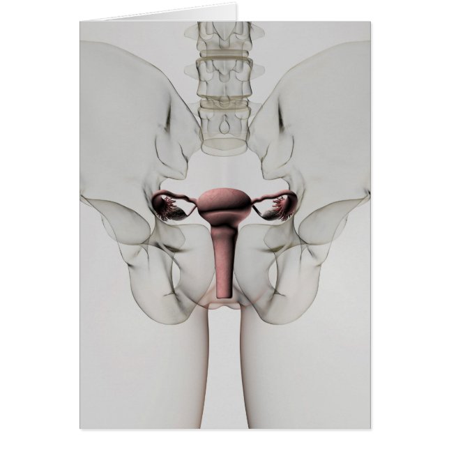 3D Uitzicht van het voortplantingssysteem van Vrou (Voorkant)