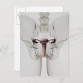 3D Uitzicht van het voortplantingssysteem van Vrou Briefkaart (Voorkant / Achterkant)