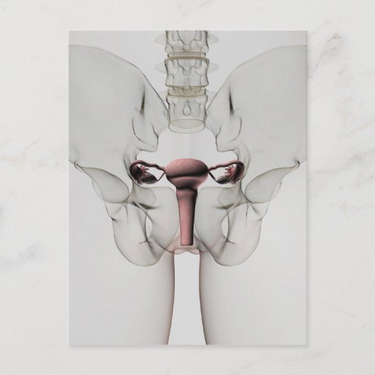 3D Uitzicht van het voortplantingssysteem van Vrou Briefkaart (Voorkant)